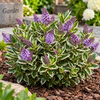 Hebe Katrina | 30 cm hoog | 12 cm pot