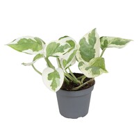 Epipremnum aureum N'Joy | bonte terrarium en kamerplant | 6 cm pot | 10 cm hoog