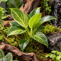 Philodendron 'Birkin' Peridot | compacte terrarium en kamerplant | 6 cm pot | 12 cm hoog