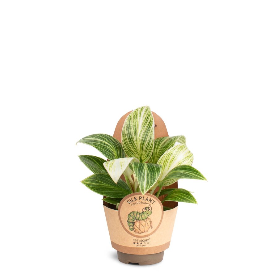 Philodendron 'Birkin' Peridot | compacte terrarium en kamerplant | 6 cm pot | 12 cm hoog