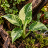 Philodendron Jose Buono | 6 cm pot | 12 cm hoog