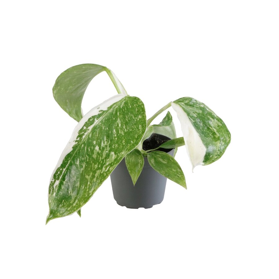 Philodendron Jose Buono bontbladig | 6 cm pot | minimaal 12 cm hoog