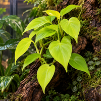 Philodendron Neon | fris limoengroene terrarium en kamerplant | pot 6 cm | hoogte 15 cm