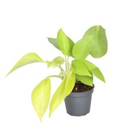Philodendron Neon | fris limoengroene terrarium en kamerplant | pot 6 cm | hoogte 15 cm