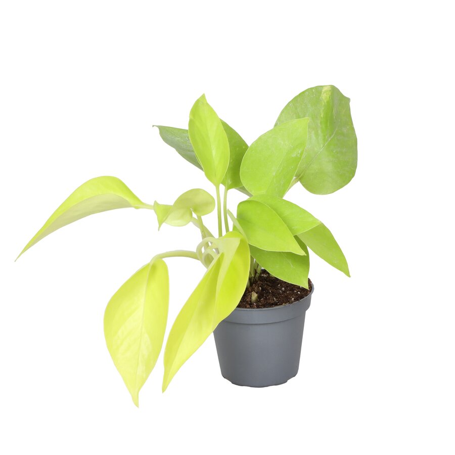 Philodendron Neon | fris limoengroene terrarium en kamerplant | pot 6 cm | hoogte 15 cm