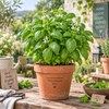 Ocimum basilicum White Blossom BIO | Basilicum | ca. 20 cm hoog | 14 cm pot