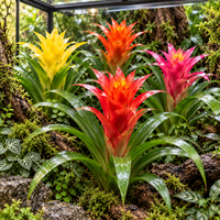 Guzmania gemengd bromelia | terrariumplant en kamerplant | per stuk | 12 cm pot | 35 cm hoog