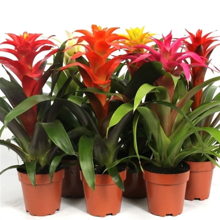 Guzmania gemengd bromelia | terrariumplant en kamerplant | per stuk | 12 cm pot | 35 cm hoog
