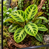 Maranta Lemon | 12 cm pot | 25 cm hoog