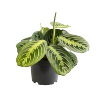 Maranta Lemon gebedsplant | 12 cm pot | ca. 25 cm hoog bij levering