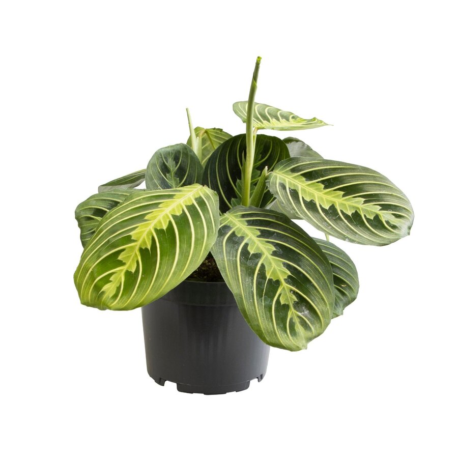 Maranta Lemon gebedsplant | 12 cm pot | ca. 25 cm hoog bij levering