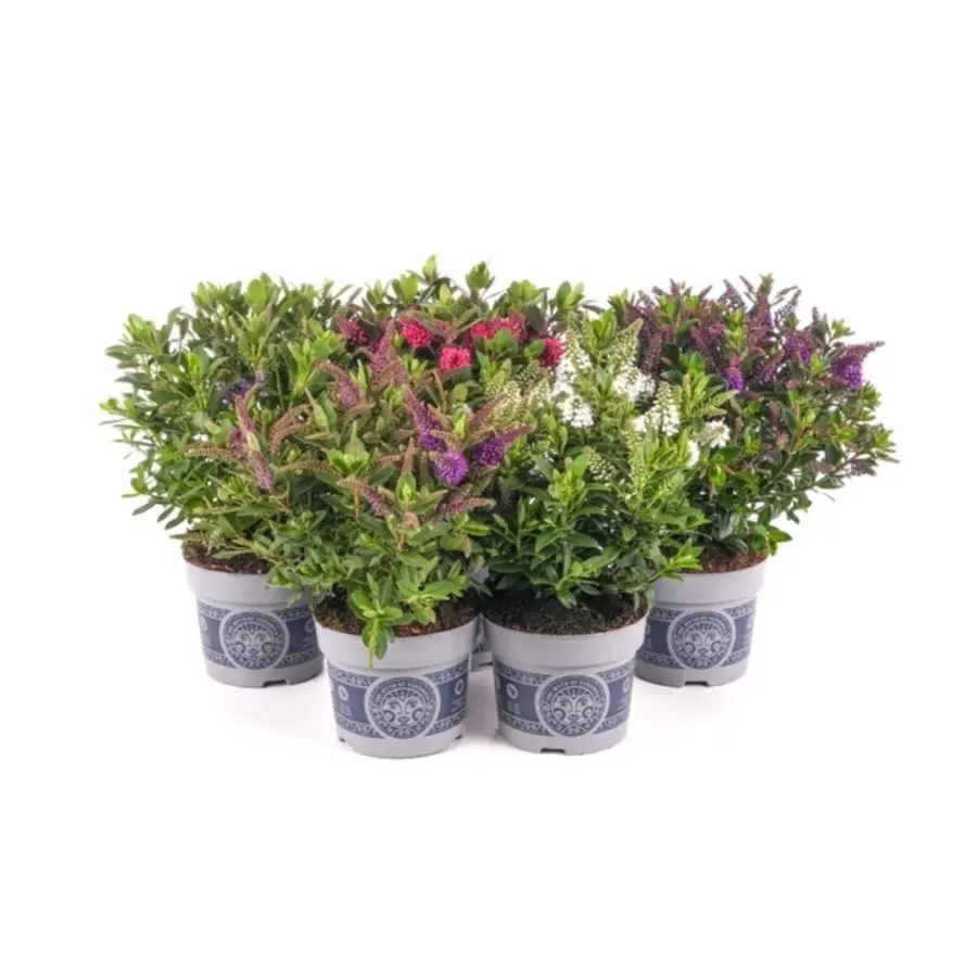 Hebe mix | Struikveronica in gemengde kleuren | 20 cm hoog | In 13 cm pot | Per stuk