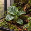 Calathea Orbifolia | 7 cm pot | 19 cm hoog