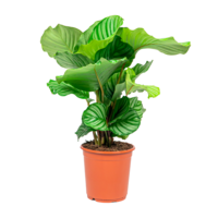 Calathea Orbifolia terrarium en kamerplant | 7 cm pot | 19 cm hoog