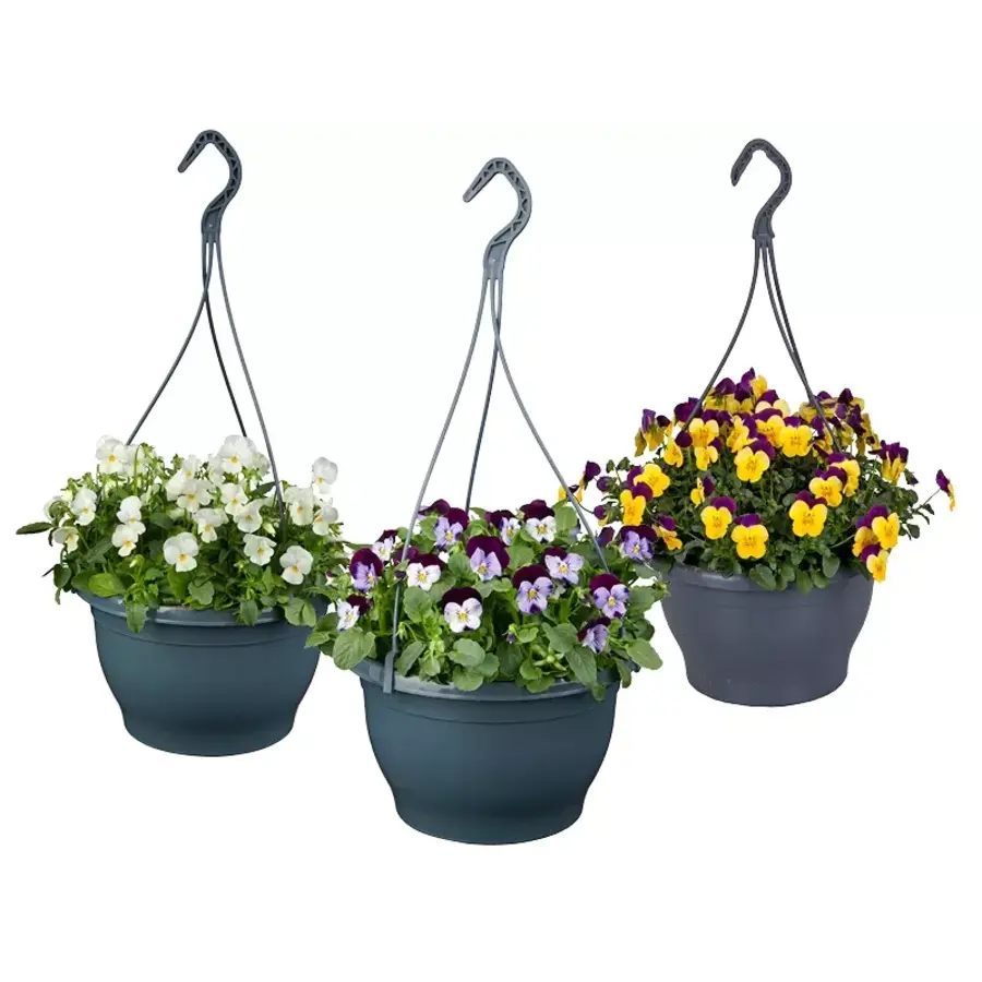 Viola cornuta Endurio gemengd | hangviool per stuk | 40 cm hoog | 25 cm hangpot | rijkbloeiende tuinplant