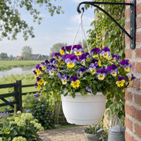 Viola cornuta Endurio gemengd | hangviool per stuk | 40 cm hoog | 25 cm hangpot | rijkbloeiende tuinplant