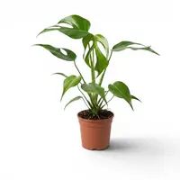 Monstera 'Burle Marx Flame' terrariumplant en kamerplant | 12 cm pot | 30 cm hoog