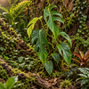 Monstera 'Burle Marx Flame' | 12 cm pot | 30 cm hoog