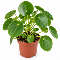 Pilea peperomioides pannenkoekenplant | 12 cm pot | 25 cm hoog bij levering