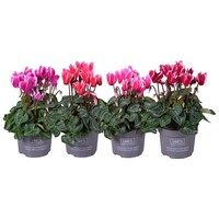Cyclamen kleinbloemig Super Serie Carino gemengd | 10 cm pot | ca. 25 cm hoog | kleurrijke najaarsbloeier | per stuk