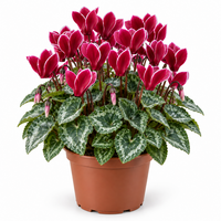 Cyclamen kleinbloemig Carino Wine Red met witte rand | 25 cm hoog | In 10 cm pot | Rijkbloeiende herfstplant