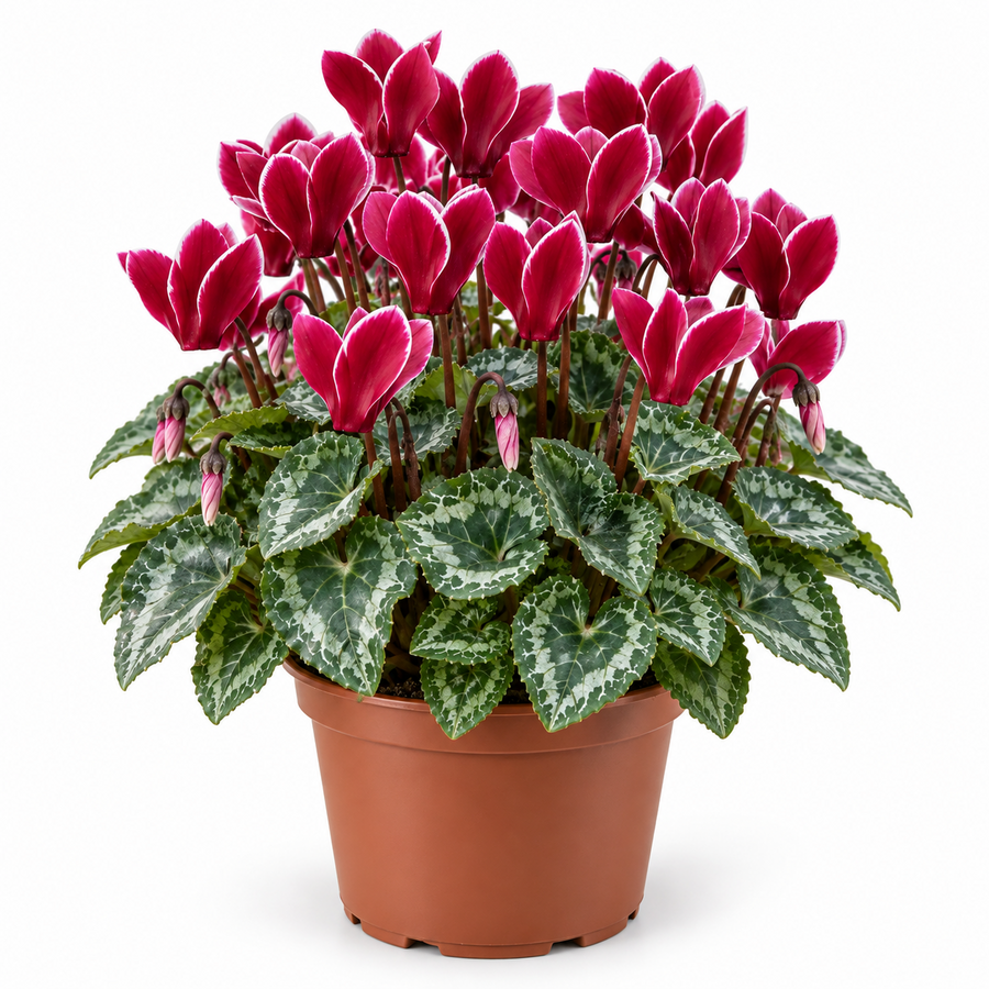 Cyclamen kleinbloemig Carino Wine Red met witte rand | 25 cm hoog | In 10 cm pot | Rijkbloeiende herfstplant