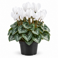 Cyclamen Carino Wit | 25 cm hoog | In 10 cm pot | Witte najaarsbloeier voor tuin, balkon en terras