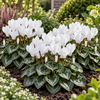 Cyclamen Carino Wit | 10 cm pot | 25 cm hoog