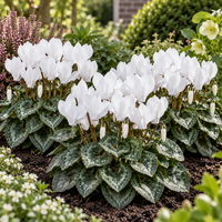 Cyclamen Carino Wit | 25 cm hoog | In 10 cm pot | Witte najaarsbloeier voor tuin, balkon en terras