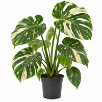 Monstera deliciosa 'Thai Constellation' | Grote bonte kamerplant | 19 cm pot | 80 cm hoog