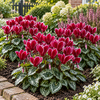 Cyclamen kleinbloemig Carino Wine Red met witte rand | 10 cm pot | 25 cm hoog