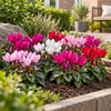 Cyclame kleinbloemig micro gemengd | 6 cm pot | 13 cm hoog | per stuk