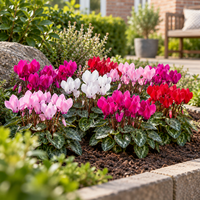 Cyclame kleinbloemig micro gemengd | 13 cm hoog | In 6 cm pot | Compacte bloeier voor tuin, balkon en terras | verkoop per stuk