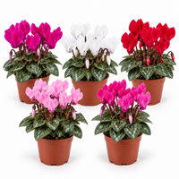 Cyclame kleinbloemig micro gemengd | 13 cm hoog | In 6 cm pot | Compacte bloeier voor tuin, balkon en terras | verkoop per stuk