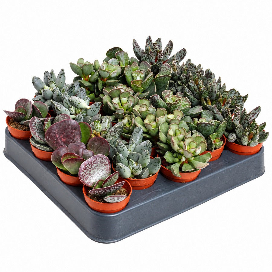 Adromischus cooperi gemengd | terrarium en kamerplant | 5,5 cm pot | 10 cm hoog | per stuk