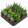 Aloe gemengd | per stuk | 5,5 cm pot | 10 cm hoog