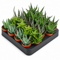 Aloe gemengd | terrariumplant en kamerplant | per stuk | 5,5 cm pot | 10 cm hoog