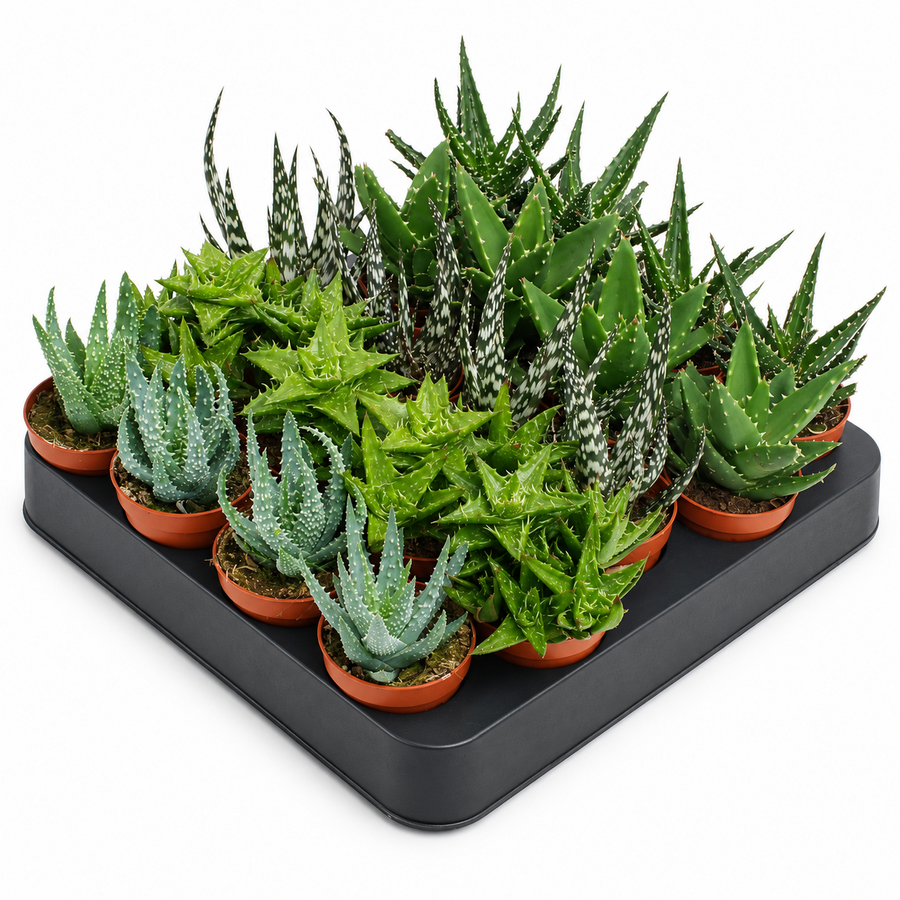 Aloe gemengd | terrariumplant en kamerplant | per stuk | 5,5 cm pot | 10 cm hoog
