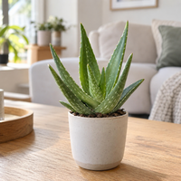 Aloe gemengd | terrariumplant en kamerplant | per stuk | 5,5 cm pot | 10 cm hoog