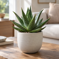 Aloe Jaco compacte succulent | 5,5 cm pot | 10 cm hoog