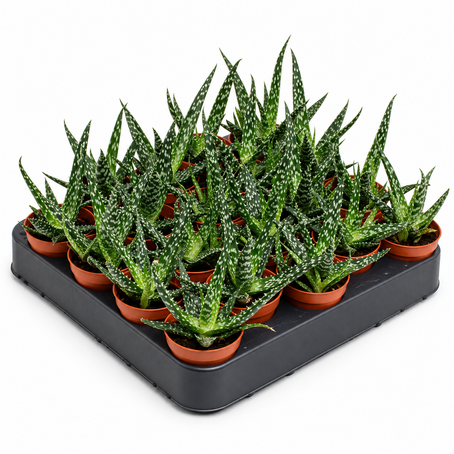 Aloe Jaco compacte succulent | 5,5 cm pot | 10 cm hoog
