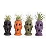 Halloween bloempotje met Tillandsia | 4 cm pot | 12 cm hoog