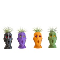 Halloween bloempotje met Tillandsia luchtplant | 4 cm pot | ca. 12 cm hoog