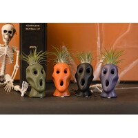 Halloween bloempotje met Tillandsia luchtplant | 4 cm pot | ca. 12 cm hoog