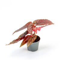 Begonia maculata Pink Spot | roze stippenbegonia | pot 6 cm | 15 cm hoog