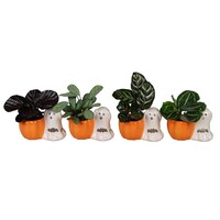 Calathea gemengd | verschillende soorten in decoratief Halloweenpotje | 6 cm pot | 13 cm hoog | verkoop per stuk