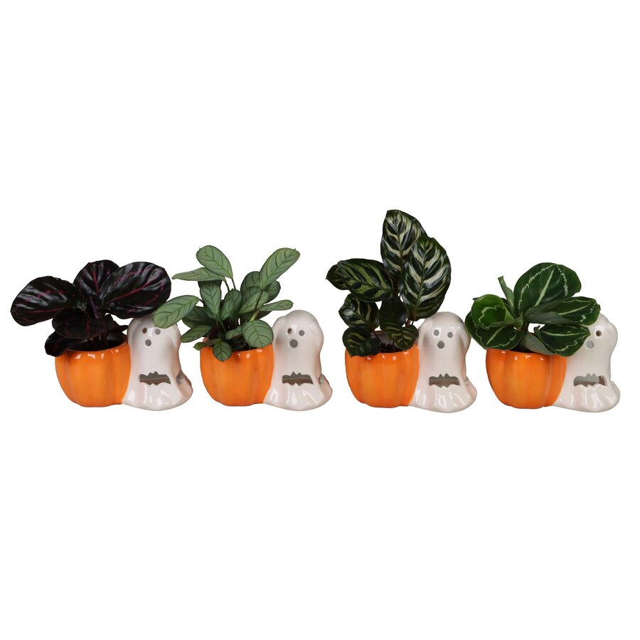 Calathea gemengd | verschillende soorten in decoratief Halloweenpotje | 6 cm pot | 13 cm hoog | verkoop per stuk