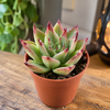 Echeveria agavoides Ami-Fiesta | 6 cm pot | 9 cm hoog
