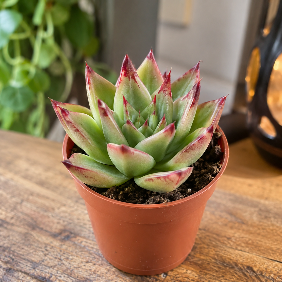 Echeveria agavoides Ami-Fiesta | 6 cm pot | 9 cm hoog | compacte vetplant