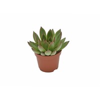 Echeveria agavoides Ami-Fiesta | 6 cm pot | 9 cm hoog | compacte vetplant